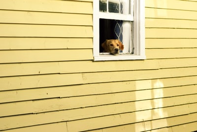 窗户上的狗